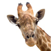 Joy Riders Giraffe Window Cling / Cling Adherible para Ventanas Jirafa