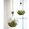 Mini Blown Glass Hanging Terrarium / Terrario Colgante