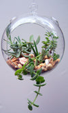 Mini Blown Glass Hanging Terrarium / Terrario Colgante